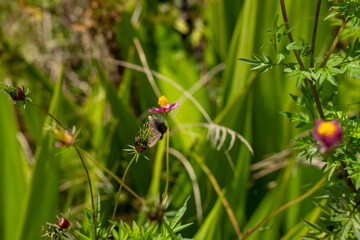 LINDA FLOR EM MEIO A VARIAS FORMANDO UM CENA LINDA DE PAISAGEM COM TEXTURAS E ROSA E UMA BORBOLETA (BEAUTIFUL FLOWER AMONG SEVERAL FORMING A BEAUTIFUL LANDSCAPE SCENE WITH TEXTURES AND ROSES AND )