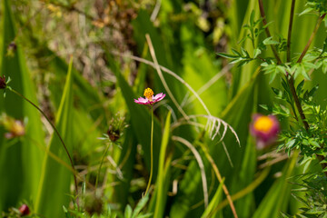 LINDA FLOR EM MEIO A VARIAS FORMANDO UM CENA LINDA DE PAISAGEM COM TEXTURAS E ROSA E UMA BORBOLETA (BEAUTIFUL FLOWER AMONG SEVERAL FORMING A BEAUTIFUL LANDSCAPE SCENE WITH TEXTURES AND ROSES AND )