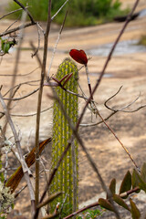 Paisagem natural com cacto e galhos secos, verde e formando um coração na for (Natural landscape with cactus and dry branches, green and forming a heart shape.)