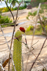 Paisagem natural com cacto e galhos secos, verde e formando um coração na for (Natural landscape with cactus and dry branches, green and forming a heart shape.)