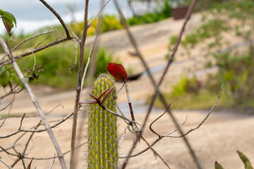 Paisagem natural com cacto e galhos secos, verde e formando um coração na for (Natural landscape with cactus and dry branches, green and forming a heart shape.)