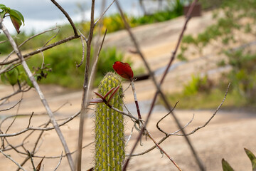 Paisagem natural com cacto e galhos secos, verde e formando um coração na for (Natural landscape with cactus and dry branches, green and forming a heart shape.)