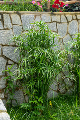 LINDAS PLANTAS NO JARDIM MARAVILHOSO COM MUITO VERDE E COLORIDO DESSAS LINDAS PLANTAS ( BEAUTIFUL PLANTS IN THE WONDERFUL GARDEN WITH A LOT OF GREEN AND COLORFUL OF THESE BEAUTIFUL PLANTS)