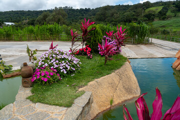 LINDAS PLANTAS NO JARDIM MARAVILHOSO COM MUITO VERDE E COLORIDO DESSAS LINDAS PLANTAS ( BEAUTIFUL PLANTS IN THE WONDERFUL GARDEN WITH A LOT OF GREEN AND COLORFUL OF THESE BEAUTIFUL PLANTS)