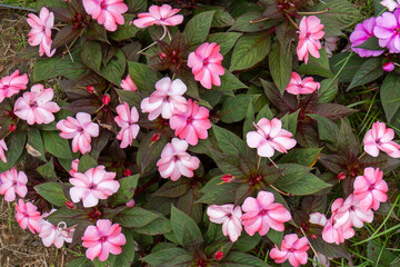 LINDAS PLANTAS NO JARDIM MARAVILHOSO COM MUITO VERDE E COLORIDO DESSAS LINDAS PLANTAS ( BEAUTIFUL PLANTS IN THE WONDERFUL GARDEN WITH A LOT OF GREEN AND COLORFUL OF THESE BEAUTIFUL PLANTS)