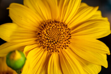 GIRASSOL LINDO (BEAUTIFUL SUNFLOWER)