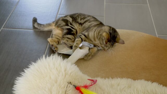 Playful tabby cat wrestling with a soft white toy on tiled floor, showing natural hunting instinct