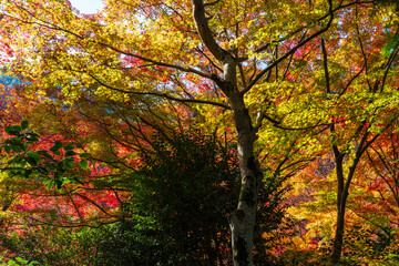 日本の風景・秋　日本三名泉　紅葉の有馬温泉　瑞宝寺公園