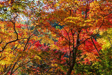 日本の風景・秋　日本三名泉　紅葉の有馬温泉　瑞宝寺公園
