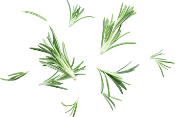 Flying fresh rosemary isolated on white background, closeup