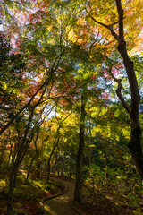 Naklejka premium 日本の風景・秋 日本三名泉 紅葉の有馬温泉 瑞宝寺公園
