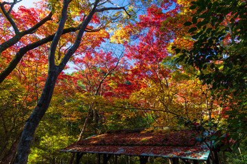 日本の風景・秋　日本三名泉　紅葉の有馬温泉　瑞宝寺公園