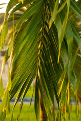 TEXTURAS DE PLANTAS E FLORES E PEDRAS PERTO, FAZENDO UMA LINDA IMAGEM (Textures of plants and flowers and nearby stones, making a beautiful image.)