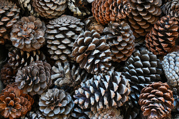 Pile of dry pine cones in natural brown tones