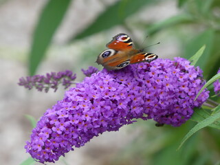 butterfly on flower