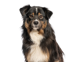 Fototapeta premium Australian shepherd dog posing on white background