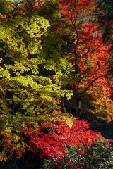 日本の風景・秋　日本三名泉　紅葉の有馬温泉　瑞宝寺公園