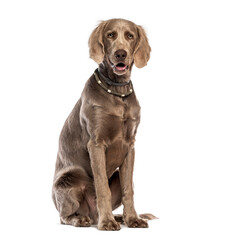 Weimaraner dog sitting and panting on white background