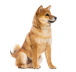 Shiba inu dog sitting and looking away on white background