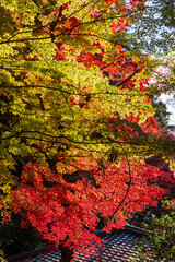 日本の風景・秋　日本三名泉　紅葉の有馬温泉　瑞宝寺公園
