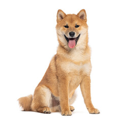 Shiba inu dog sitting and panting on white background