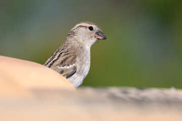 House Sparrow, Passer domesticus, adult female on tiled rooftop near to nest site.
Mallorca, Spain