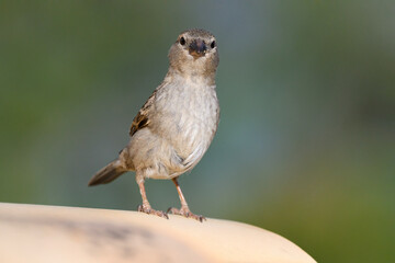 House Sparrow, Passer domesticus, adult female on tiled rooftop near to nest site.
Mallorca, Spain