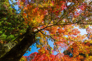 日本の風景・秋　日本三名泉　紅葉の有馬温泉　瑞宝寺公園
