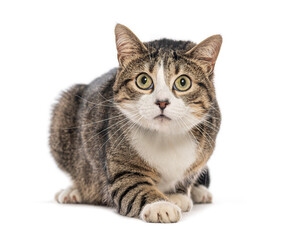 Obraz premium European shorthair cat crouching and looking up with surprise
