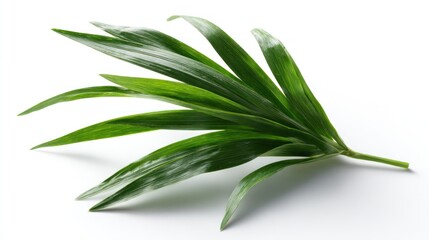 Fototapeta premium Bunch of vibrant green, elongated leaves radiating from a small stem
