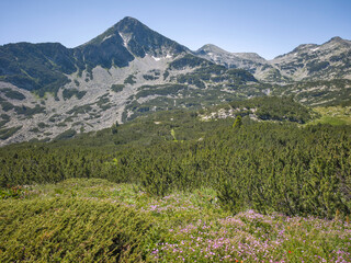 Fototapeta premium Pirin Mountain near Popovo Lake, Bulgaria