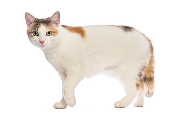 Fototapeta na wymiar Calico cat walking on white background