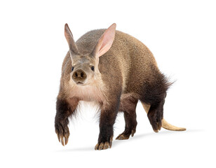 Aardvark walking on white background, orycteropus afer