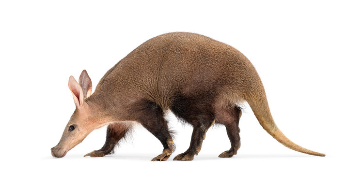Aardvark walking on white background, orycteropus afer