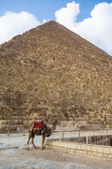 Naklejka premium Camels at the Great Pyramids of Giza, in Egypt