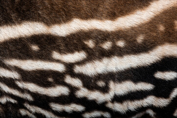 Close up of malayan tapir fur showing unique color pattern