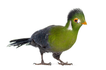 White cheeked turaco bird standing on white background