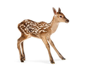 Few hours old red deer fawn walking on white background