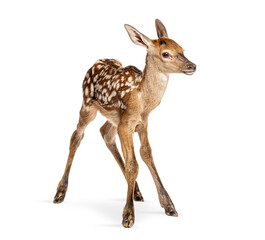 Newborn red deer fawn standing on white background