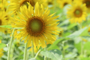 一輪のひまわり