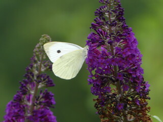 butterfly on flower