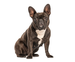 French bulldog sitting and looking at camera on white background