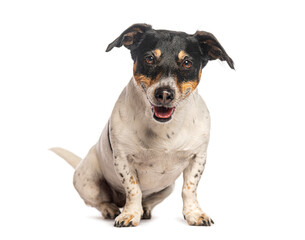 Jack russell terrier sitting and panting on white background