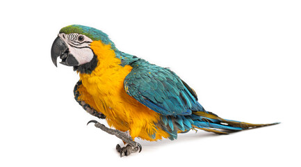 Eight month old blue and yellow macaw perching on white background