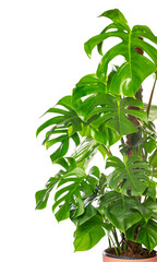 Lush monstera deliciosa plant with vibrant green leaves on white background