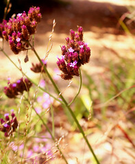 pink flowers in the garden
