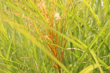 green grass background