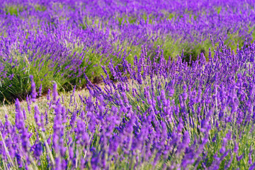 Obraz premium Lavender bushes in row, blooming under warm sunlight in peaceful purple and green summer field with soft sunset lignt background. Landscape, natural background, herbal wallpaper