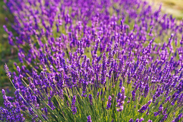 Lavender bushes in row, blooming under warm sunlight in peaceful purple and green summer field with soft sunset lignt background. Landscape, natural background, herbal wallpaper