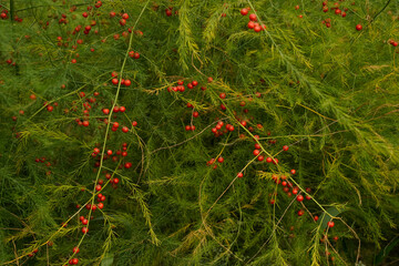 Red berries on an asapargus fern. Outdoor garden.